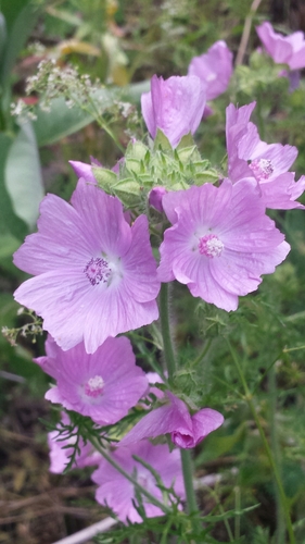Musk mallow (Malva moschata)