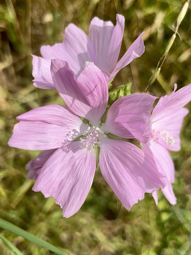 Musk mallow (Malva moschata)