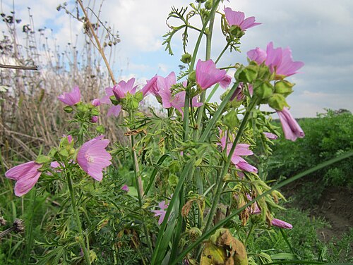 Musk mallow: Moschusmalve ( Malva moschata ) bei Walldorf