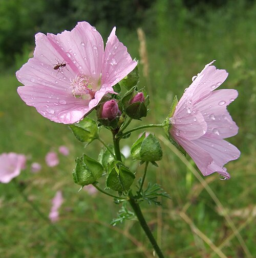 Musk mallow: Malva moschata
