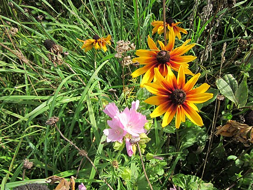 Musk mallow: Schwarzäugige Rudbeckie ( Rudbeckia hirta ) und Moschusmalve ( Malva moschata ) bei Walldorf
