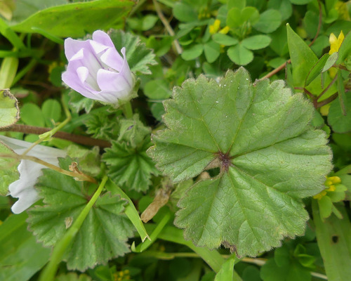 Common mallow