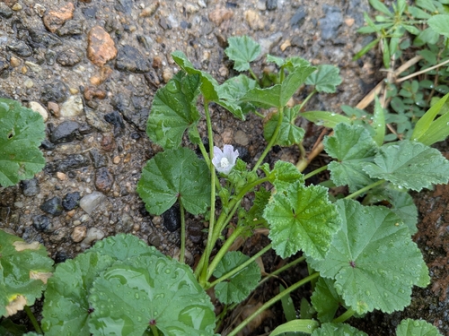 Common mallow (Malva neglecta)