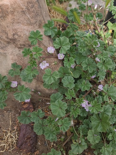 Common mallow (Malva neglecta)