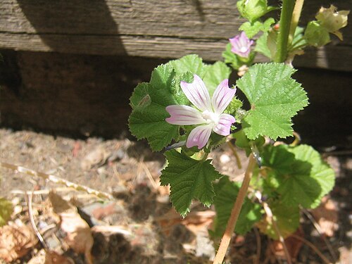 Common mallow: Malva neglecta in California