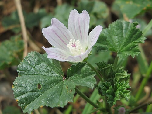 Common mallow: Weg-Malve ( Malva neglecta ) im Landschaftsschutzgebiet Hockenheimer Rheinbogen