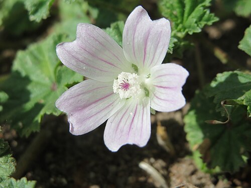 Common mallow: Weg-Malve ( Malva neglecta ) im Naturschutzgebiet Bachwiesen/Leopoldswiesen im Hockenheimer Rheinbogen
