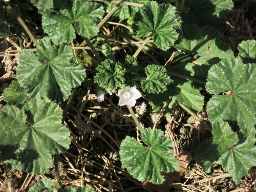 Common mallow (Malva neglecta)