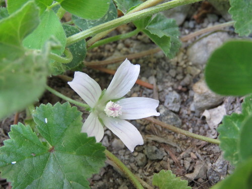 Common mallow (Malva neglecta)