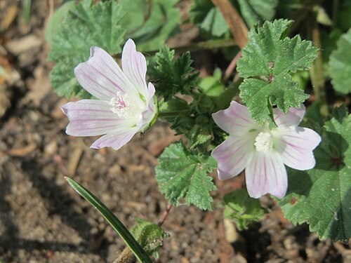 Common mallow: Weg-Malve ( Malva neglecta ) im Naturschutzgebiet Bachwiesen/Leopoldswiesen im Hockenheimer Rheinbogen