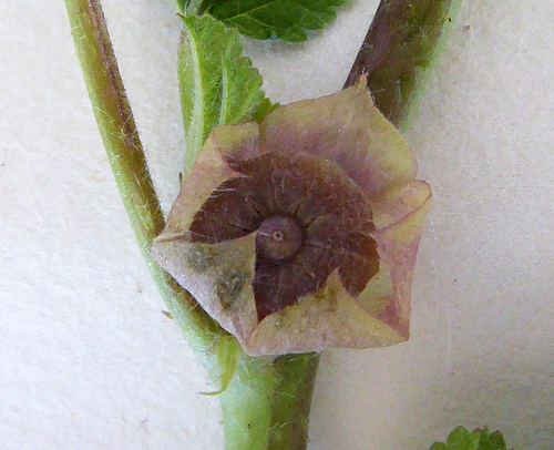 Common mallow (Malva neglecta)