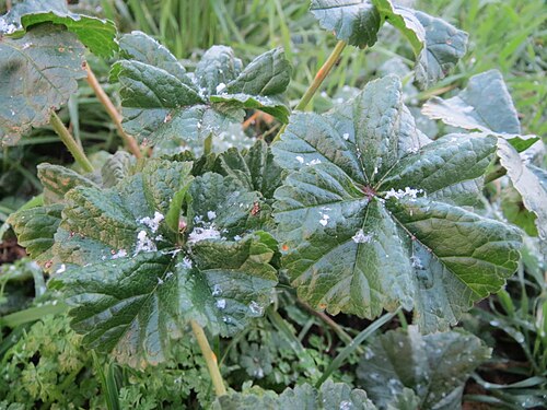 Common mallow: Weg-Malve ( Malva neglecta ) in Hockenheim