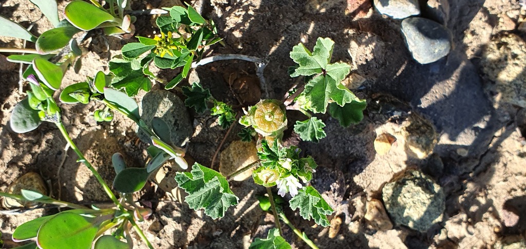 Cheeseweed mallow (Malva parviflora)