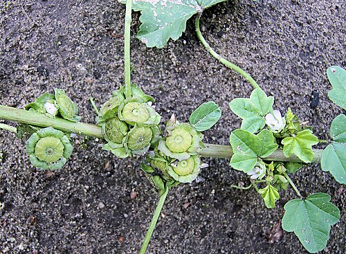 Cheeseweed mallow: Malva neglecta fruits