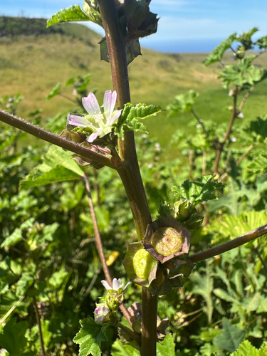 Cheeseweed mallow (Malva parviflora)
