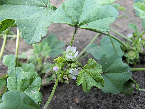 Cheeseweed mallow: Malva neglecta flower