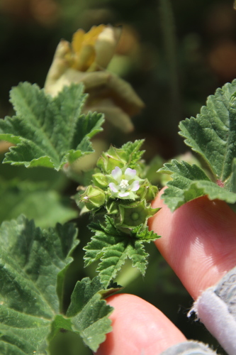 Cheeseweed mallow (Malva parviflora)