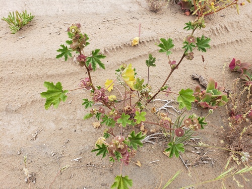 Cheeseweed mallow (Malva parviflora)