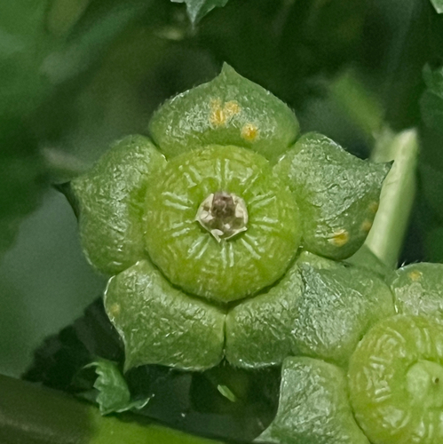 Cheeseweed mallow (Malva parviflora)