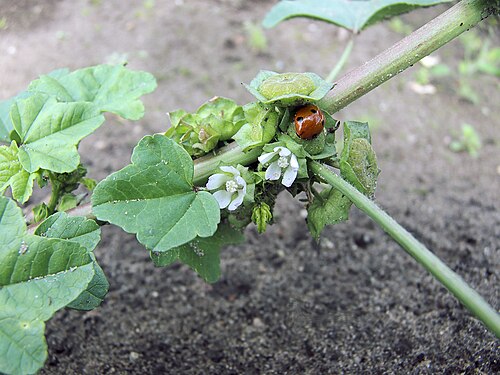 Cheeseweed mallow: Malva neglecta flowers
