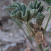 Cheeseweed mallow (Malva parviflora)