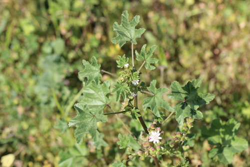 Cheeseweed mallow (Malva parviflora)