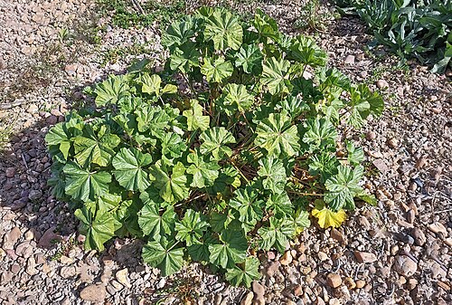 Cheeseweed mallow: Least Mallow - habit