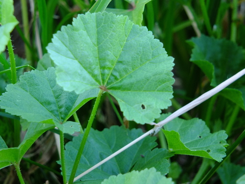 Low mallow (Malva pusilla)
