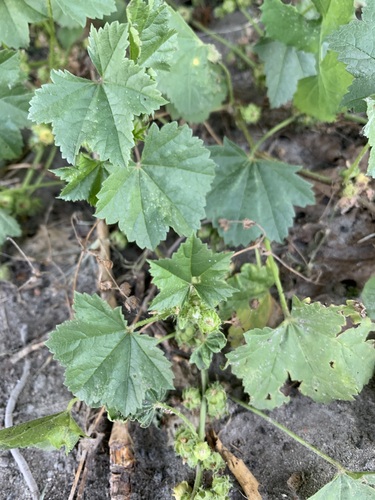 Low mallow (Malva pusilla)