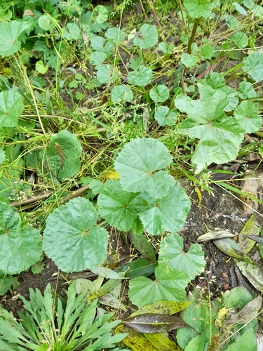 Low mallow (Malva pusilla)