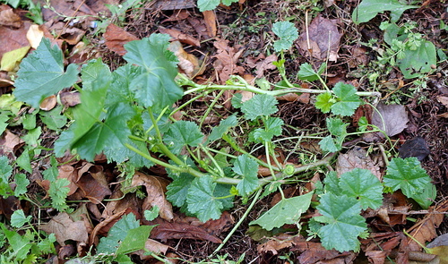 Low mallow (Malva pusilla)