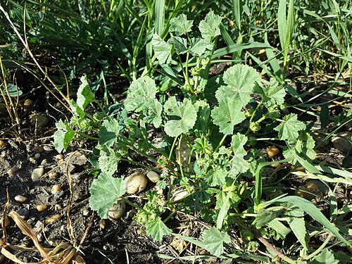 Low mallow: Habitus Taxonym: Malva pusilla ss Fischer et al. EfÖLS 2008 ISBN 978-3-85474-187-9 Location: Mitterluss near Zurndorf, district Neusiedl am See, Burgenland, Aus