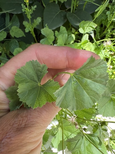 Low mallow (Malva pusilla)
