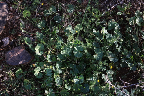 Low mallow (Malva pusilla)