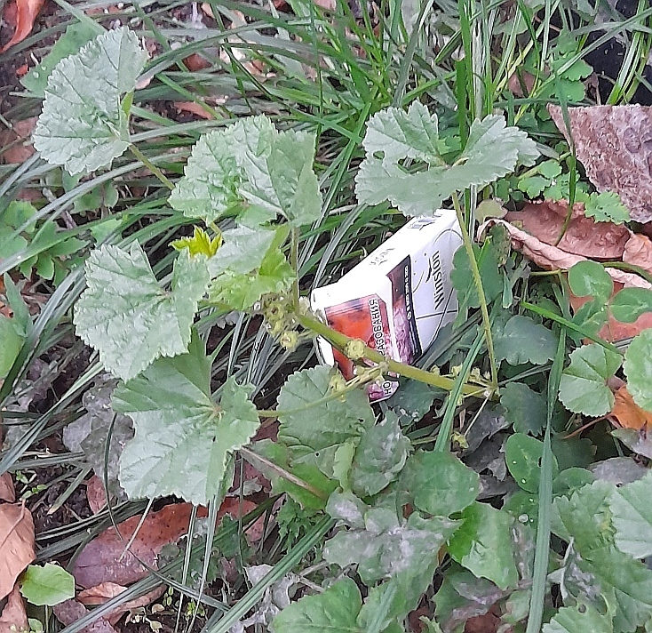 Low mallow (Malva pusilla)