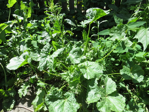 Low mallow (Malva pusilla)