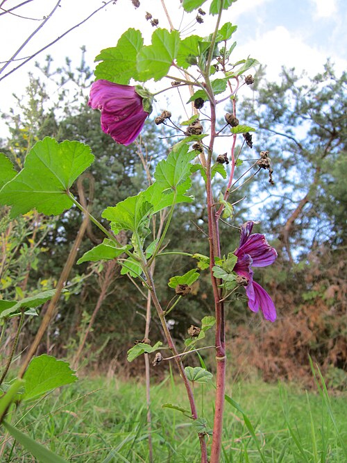 Common mallow: Wilde Malve (Malva sylvestris) im Roten Bruch bei St. Leon-Rot