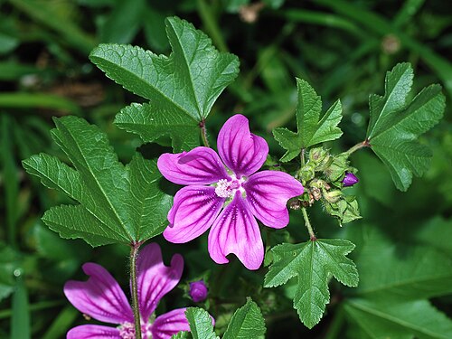 Common mallow: Common Mallow