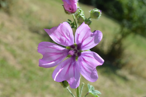 Common mallow (Malva sylvestris)