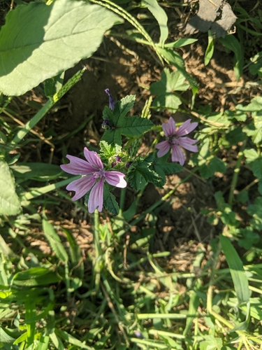 Common mallow (Malva sylvestris)