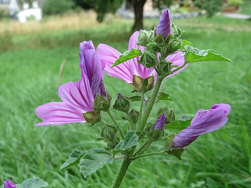 Common mallow: Wilde Malve ( Malva sylvestris ) bei Schalkenmehren