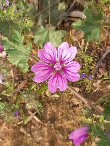 Common mallow (Malva sylvestris)