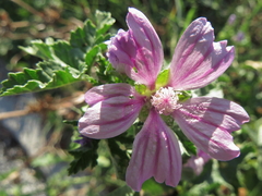 Common mallow