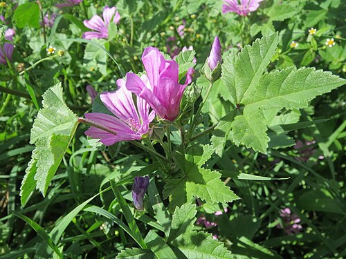 Common mallow: Wilde Malve ( Malva sylvestris ) bei Ketsch