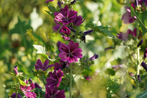 Common mallow (Malva sylvestris)