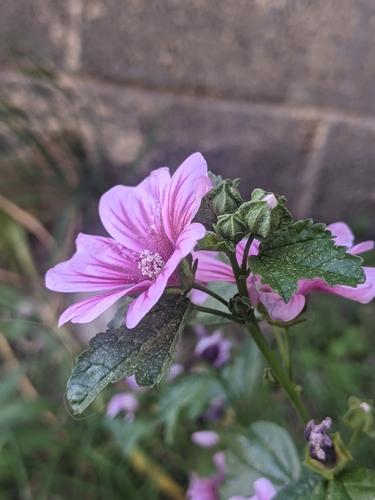 Common mallow (Malva sylvestris)