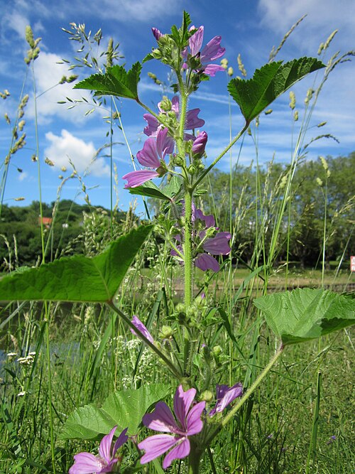 Common mallow: Wilde Malve ( Malva sylvestris ) am Staden in Saarbrücken