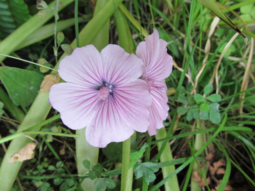 Annual mallow (Malva trimestris)