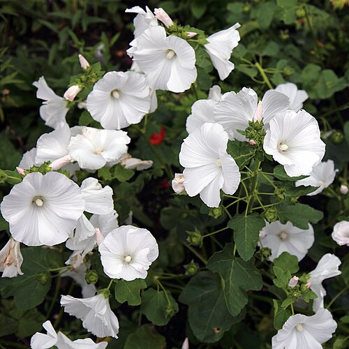 Annual mallow: Lavatera trimestris or annual mallow, rose mallow, royal mallow, and regal mallow, in a garden in the civil parish of Clavering , Essex , England. Software : RA