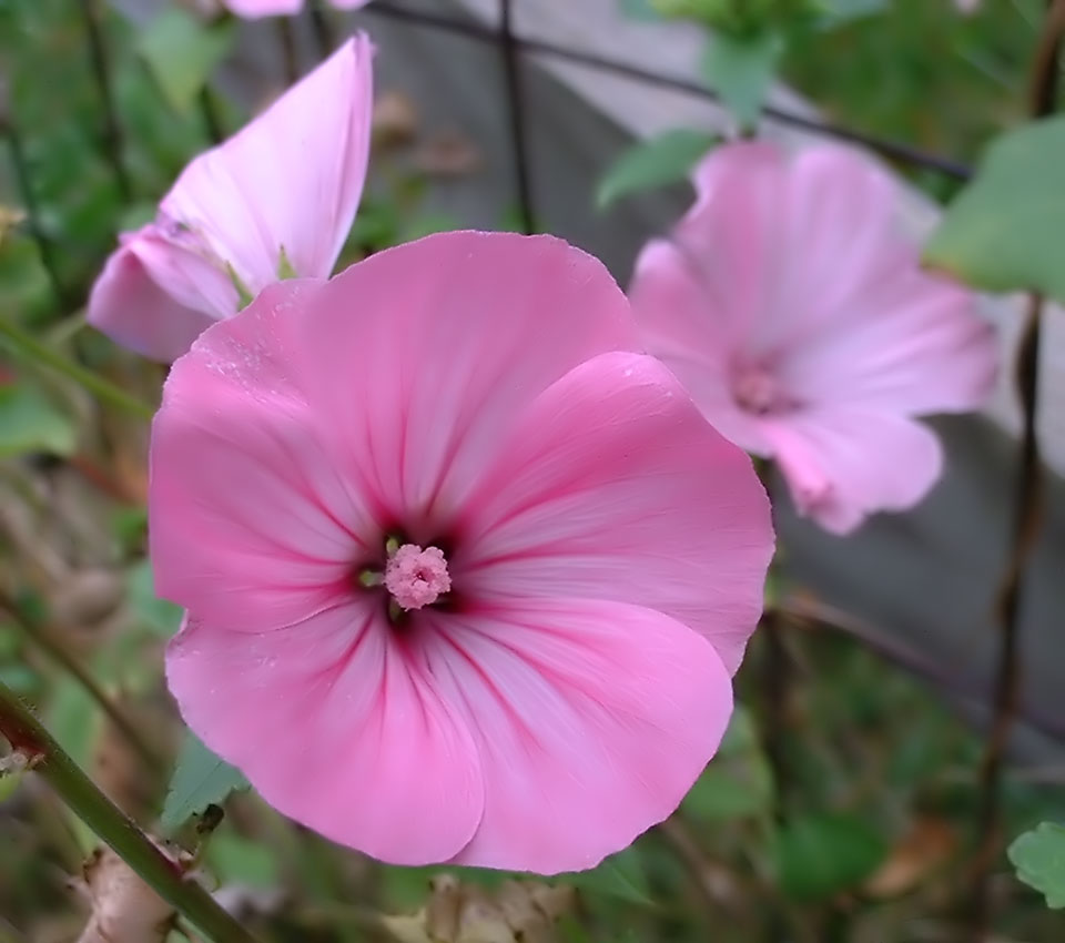 Annual mallow: Lavatera . Photograph taken by Kelly Martin sometimes in 2000 in Bloomington, Indiana .